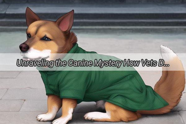 Unraveling the Canine Mystery How Vets Diagnose Pancreatitis in Our Furry Companions